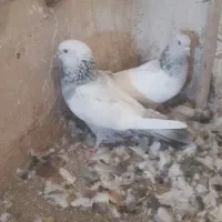 کفتر|پرنده|مشهد, طرق|دیوار