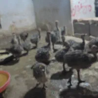 شترمرغ جوجه