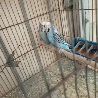 فروش انواع مرغ عشق