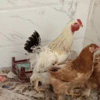 فروش خروس برهما جوان
