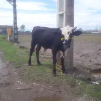 ورزا مونت بیلیارد          گاو لیشه