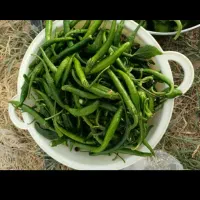فلفل شمشیری