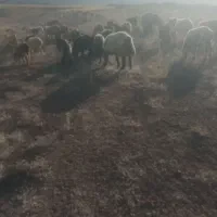 فروش گوسفند