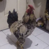 خروس
