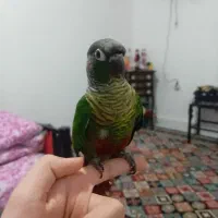 گرینچک