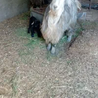 بز و بزغاله پر شیر
