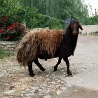 گوسفند همو هترو