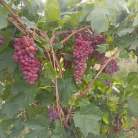 انگور قرمز بی دانه