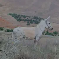 یک الاغ نر