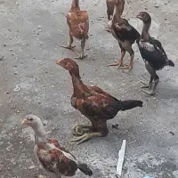جوجه لاری اصیل افغان وارداتی