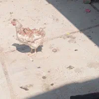 مرغ