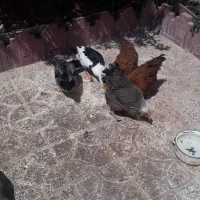 مرغ و اردک محلی