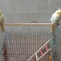 یک جفت عروس هلندی ۸ ماهه دستی نر وماده احتمالا