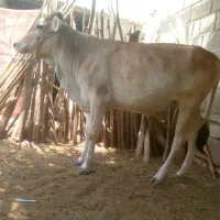 گوساله ماده