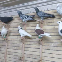 کبوتربوم