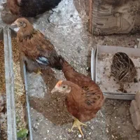 دوعدد بشکه‌ تعدادی چوب داربست دوعدد تخته بنایی