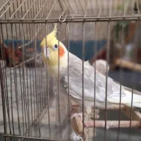عروس هلندی