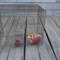 قفس پرنده بزرگ