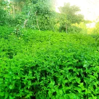 نعنا تازه سفارشی با عطر بسیار  بالا