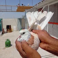 کبوتر درجه یک معاوضه و فروش