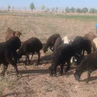 فورشی  20راس بر نر 10 راس ماده  جفتی 75 کیلو