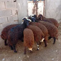 بره ماده کله سفید