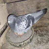 کبوتر گم شده