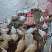 جوجه گوشتی بیست روزه