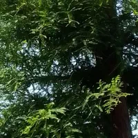 برنج هاشمی سورت شده