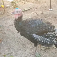 خروس و بوقلمون