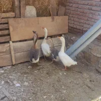 قو غاز