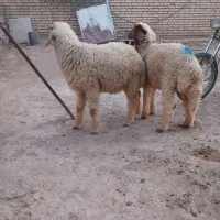 گوسفند بره قوچ