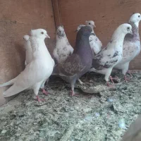 کفتر|پرنده|عقدا, |دیوار