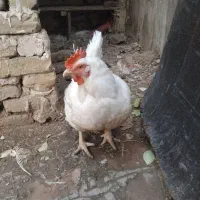 مرغ زنده وگوسفندخونی