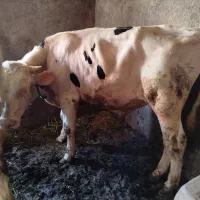 دوعدد گوساله نرجفتی یک تن