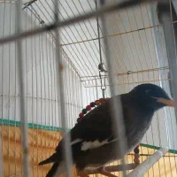 یک عدد مرغ مینا جوجه