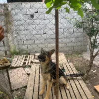 سگ ژرمن