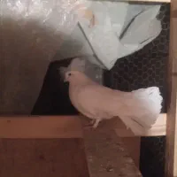 دم چتری|پرنده|یزد, |دیوار