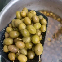 زیتون طارم