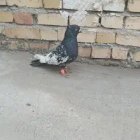 کفتر|پرنده|مشهد, کشف|دیوار