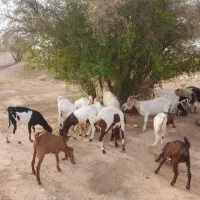 فروش بز نجدی افغانی