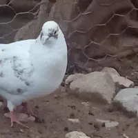 کفتر|پرنده|شاهین دژ, |دیوار