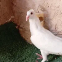 کفتر|پرنده|گناباد, |دیوار