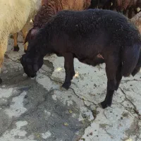 فروش بره نر پرواری