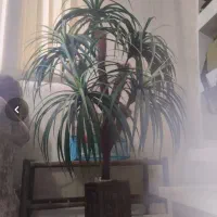 فروش یک درختچه نخل مصنوعی پنج شاخه