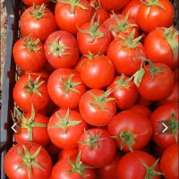 فروشی گوجه برای رب و مصرف کردن درجه ۱گوشتی