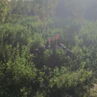بوقلمون سیاه