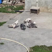 فروش ۷ عدد کبوتر