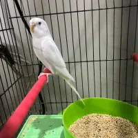 مرغ عشق ماده البینو