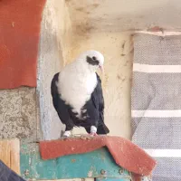 فروش جفت جوجه مخمل تازه دونخور